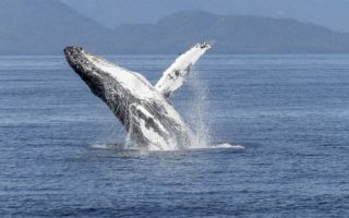 Festival des baleines à Madagascar : un événement à ne pas rater