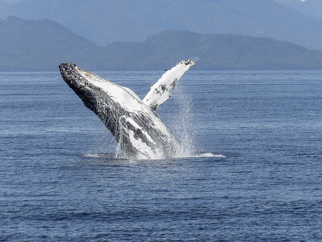 Festival des baleines à Madagascar : un événement à ne pas rater